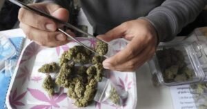 Mounties say there’s no evidence supporting some new N.S. government cannabis claims