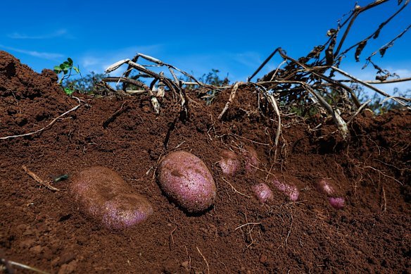 Potatoes on Dunn’s farm that are ready for harvest. 