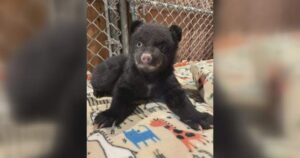 Orphaned bear cubs rescued on Vancouver Island after mom found dead Orphaned bear cubs rescued on Vancouver Island after mom found dead