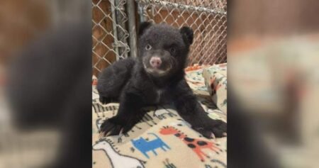 Orphaned bear cubs rescued on Vancouver Island after mom found dead Orphaned bear cubs rescued on Vancouver Island after mom found dead