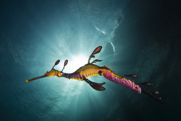 The weedy sea dragon, which dwells beneath the Flinders Pier.