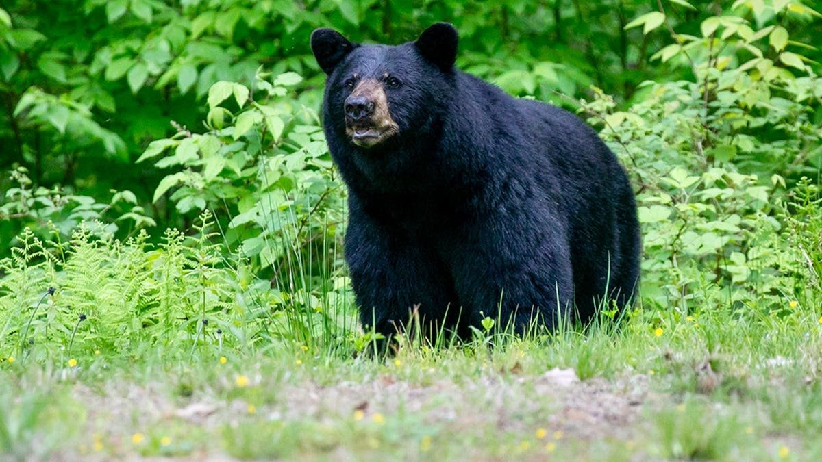 A black bear standing in a natural environment