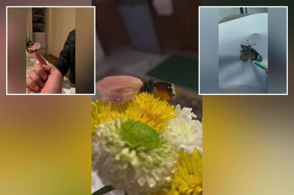 Man uses dried flower petals to create prosthetic wing for injured butterfly