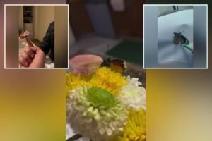 Man uses dried flower petals to create prosthetic wing for injured butterfly