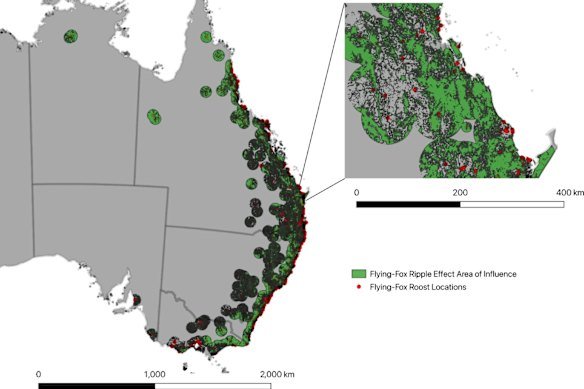 Using CSIRO data of 1200 bat roosts, the researchers estimate the scale and influence of flying fox activity – which they called the bat ripple effect. 