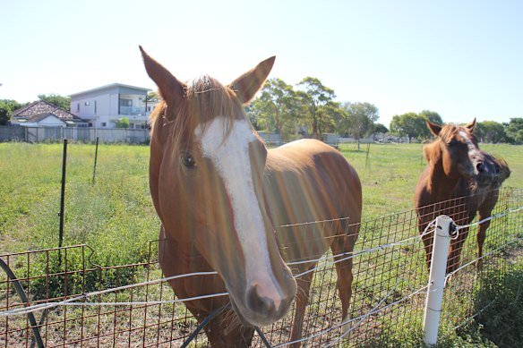 Only seven kilometres from the Brisbane CBD, the block is home to about 20 horses. 