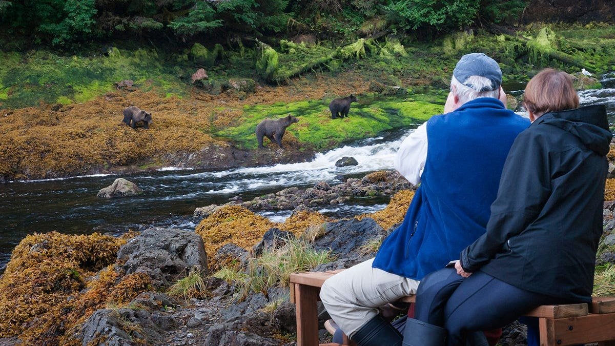 Senior couple sitting on a wooden bench watching grizzly coastal brown bears fish for salmon in a river