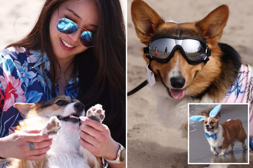 Corgi chaos as hundreds of pointy-eared pups descend on SoCal beach Corgi chaos as hundreds of pointy-eared pups descend on SoCal beach
