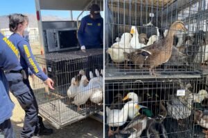 Animal lovers cry ‘fowl’ as troubled SoCal sanctuary surrenders 500 ducks — saying officials turned a blind eye to bird abuse