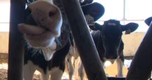 New Brunswick farmers urge province to consult on veterinarian cuts New Brunswick farmers urge province to consult on veterinarian cuts