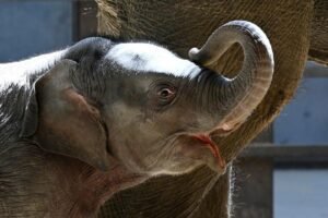 Asian elephant calf makes her public debut at DC’s National Zoo
