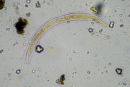 24,000-year-old frozen ‘zombie worm’ thawed by scientists — then it shockingly started reproducing