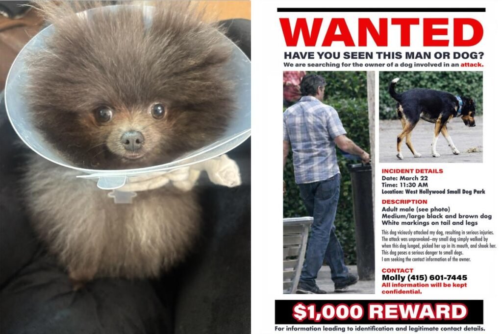 Small pup mauled in horrific attack at West Hollywood dog park, owner launches safety petition as search for attacker continues