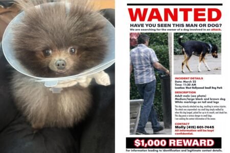 Small pup mauled in horrific attack at West Hollywood dog park, owner launches safety petition as search for attacker continues