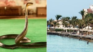Tourist dies at luxury resort after cobra from snake show climbs up pants, bites him: police
