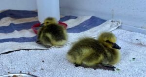 Disturbing Kelowna incident involving goslings prompts calls for enforcement action