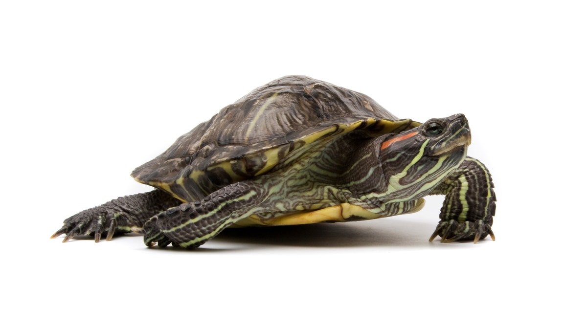 turtle shown up close