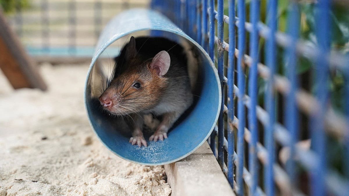 Magawa the landmine detection rat sitting in a tube inside its cage
