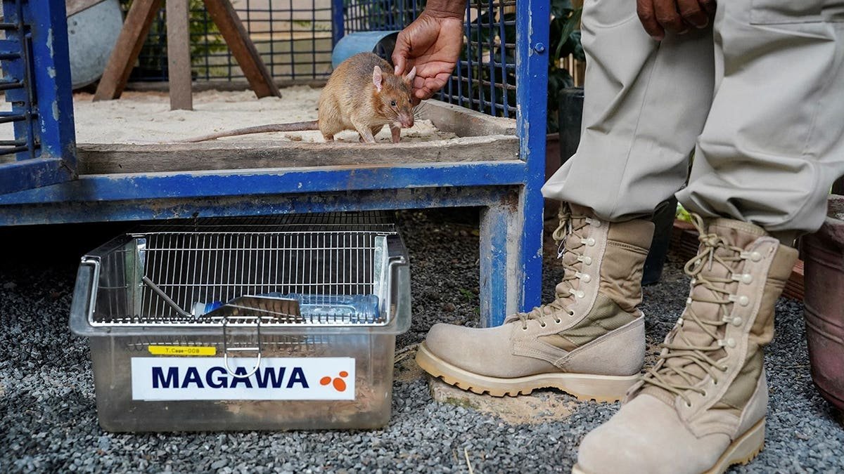 Magawa the mine detection rat sitting in a cage at APOPO Visitor Center