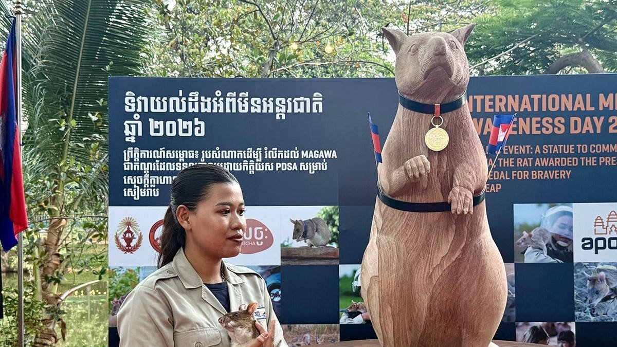 An APOPO employee presenting a minesweeper rat in Siem Reap, Cambodia