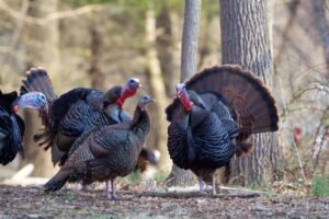 Three year old shoots two people during ‘Youth Turkey Hunt’ in Wisconsin