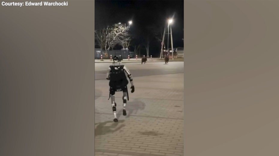 Humanoid robot chases wild boars in Warsaw video