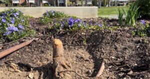 Grieving families devastated in wake of disturbing vandalism at Kelowna memorial site