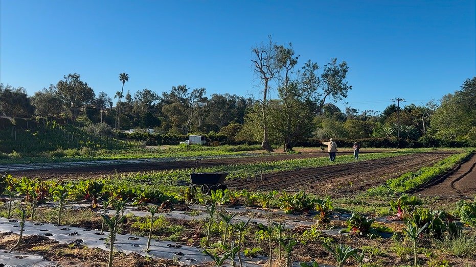 California farm in a wide horizon view
