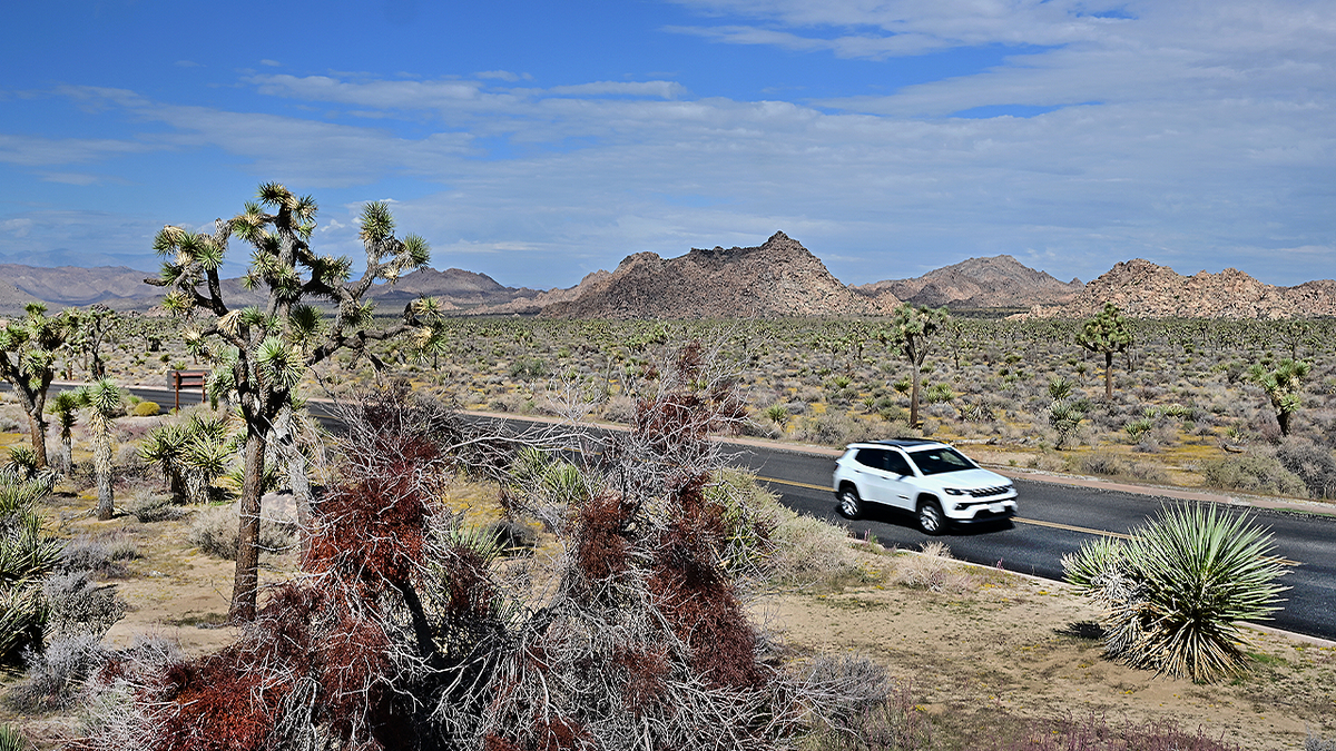 Joshua trees line a desert road near Twentynine Palms in Southern California