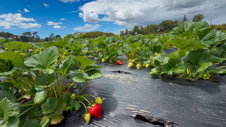 Close up view of strawberries on the vine