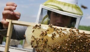 Ontario, B.C. hives of activity as beekeeping popularity blossoms