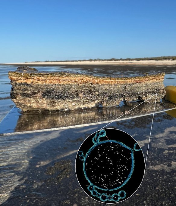 The Asgard archaeon (inset) found within the microbial mats of the stromatolites in Shark Bay, Western Australia. The combination of an archaea and bacteria may have helped give rise to mitochondria and complex life.