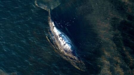 End of the rescue operation: Humpback whale “Timmy” released in the North Sea