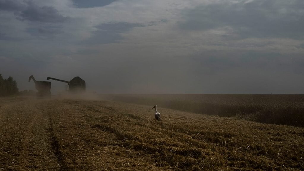 Kyiv slams Egypt for taking Russian‑shipped grain stolen from Ukraine