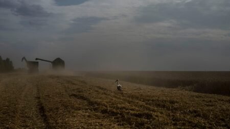 Kyiv slams Egypt for taking Russian‑shipped grain stolen from Ukraine