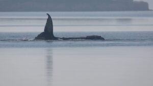 Whale Timmy is dead, GPS tracker confirms identity