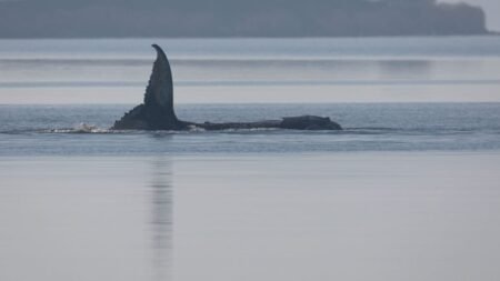 Whale Timmy is dead, GPS tracker confirms identity