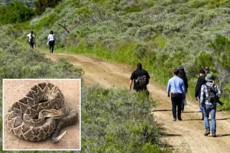 Terrifying rattlesnake bite of SoCal hiker forces urgent air rescue from remote trail