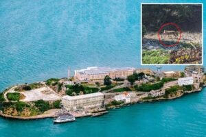 Incredible twist in case of coyote living on Alcatraz after monster swim