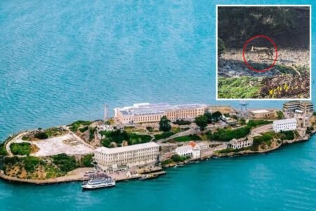 Incredible twist in case of coyote living on Alcatraz after monster swim