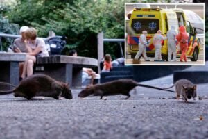 Experts reveal if NYC subway rats can give you hantavirus