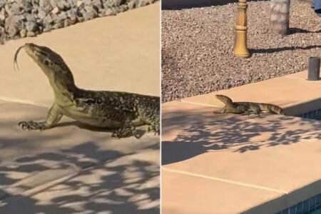 Arizona man shocked when he finds unexpected, giant creature swimming in his pool Arizona man shocked when he finds unexpected, giant creature swimming in his pool