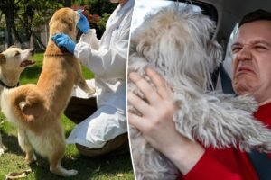 Oral spray may cure your dog’s nasty breath once and for all, scientists say Oral spray may cure your dog’s nasty breath once and for all, scientists say