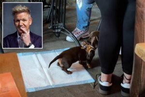 Gordon Ramsay responds to ‘overexaggerated’ reaction after alleged dog-inside-restaurant drama Gordon Ramsay responds to ‘overexaggerated’ reaction after alleged dog-inside-restaurant drama