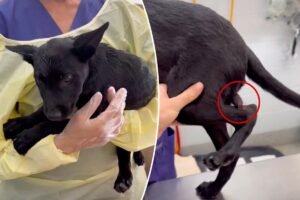 Dog born with second penis on his leg undergoes surgery for ultra rare birth defect Dog born with second penis on his leg undergoes surgery for ultra rare birth defect
