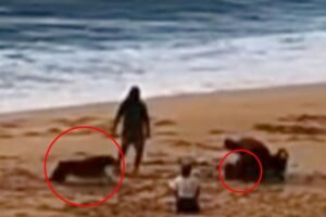 Horrifying moment Rottweiler mauls little girl on Hawaii beach Horrifying moment Rottweiler mauls little girl on Hawaii beach