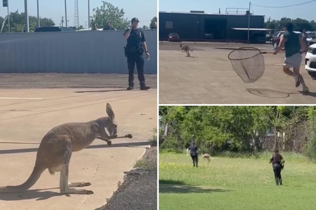 Escape artist kangaroo named Bingus gives Texas cops a run for their money Escape artist kangaroo named Bingus gives Texas cops a run for their money