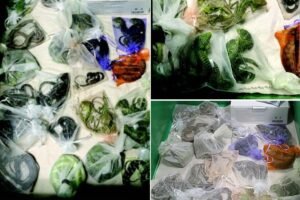 California reptile smuggler learns fate for sneaking 1,700 scaly beasts into the US California reptile smuggler learns fate for sneaking 1,700 scaly beasts into the US