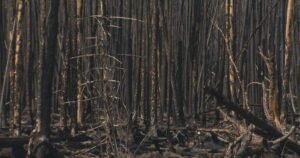 Impact of Nopiming Provincial Park, Man. wildfire lingers 1 year later Impact of Nopiming Provincial Park, Man. wildfire lingers 1 year later