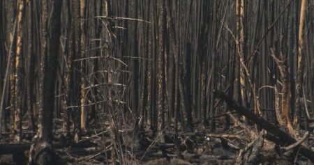 Impact of Nopiming Provincial Park, Man. wildfire lingers 1 year later